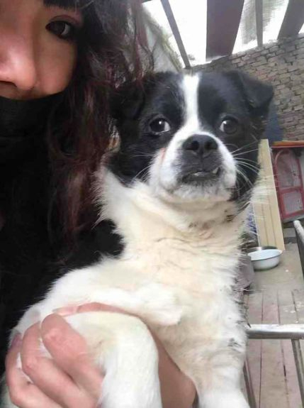 被追杀的小狗为了生存躲进狭缝中被救出一幕让人泪目