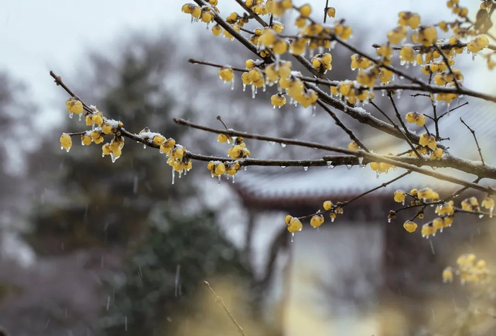 春意|细雨|春雨_新浪新闻