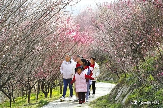 南阳:梅花盛开 春景来|张玲|塔子山|赏梅_新浪新闻