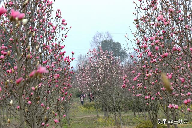湖北宜昌三峡植物园:鸟语花香春意浓|湖北省|植物园_新浪新闻