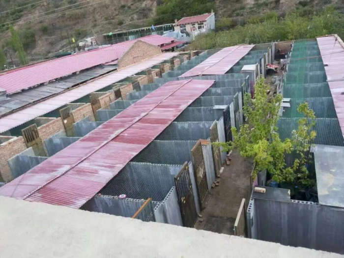 被追杀的小狗为了生存躲进狭缝中被救出一幕让人泪目