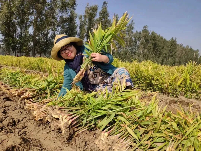（乔叶在老家麦田 图片来源于网络）