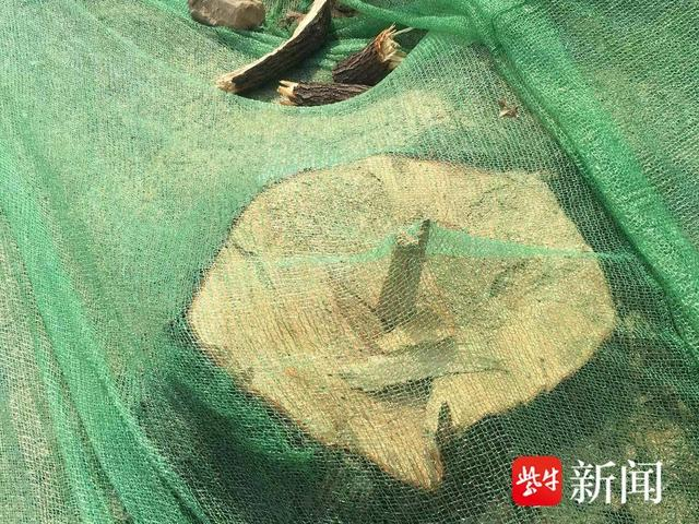 有事找紫牛直径超过30厘米的香樟树被齐根砍伐背后有何隐情