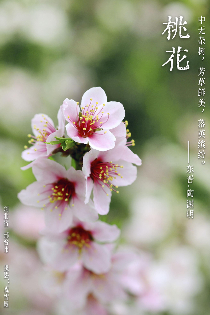 华夏花神·桃花|十里落英随春意,灼灼红花是桃夭|花神|桃花|孟冉_新浪