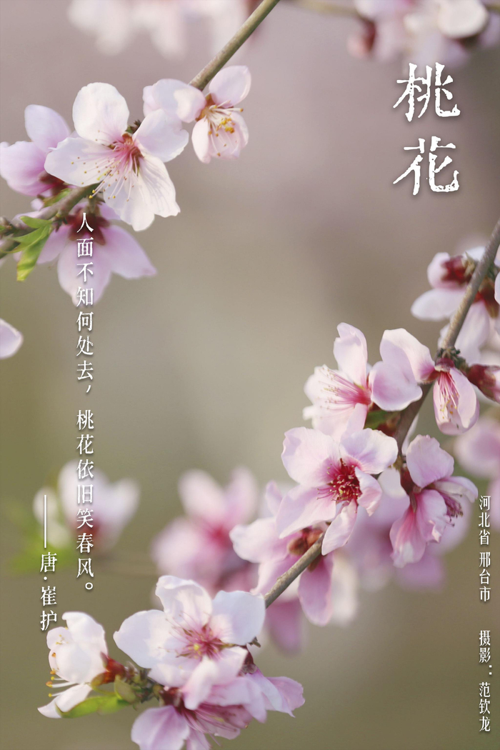 华夏花神·桃花|十里落英随春意,灼灼红花是桃夭|花神|桃花|孟冉_新浪