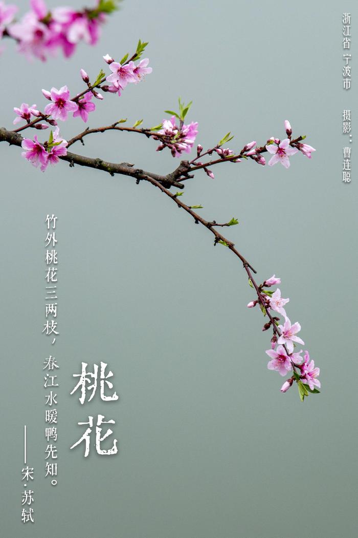 华夏花神·桃花