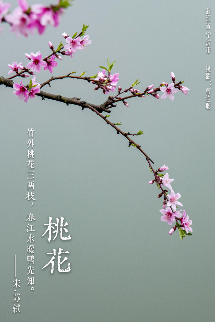 华夏花神·桃花|十里落英随春意,灼灼红花是桃夭