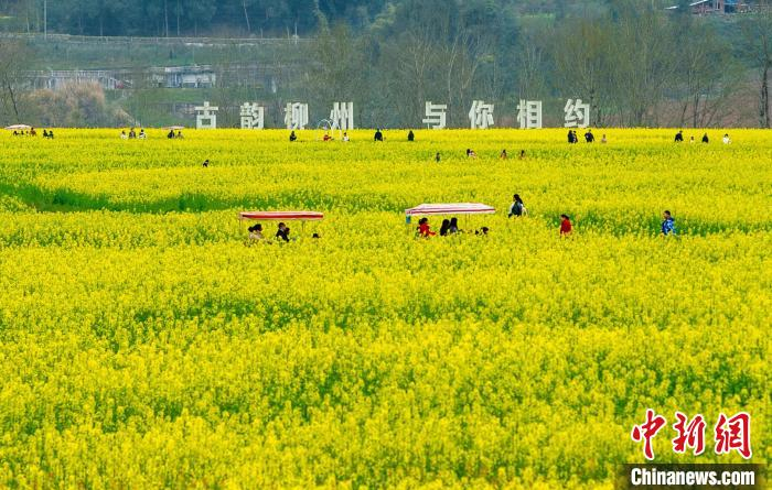 付海旭 摄3月的四川省巴中市平昌县白衣古镇,上千亩油菜花盛开,金黄色