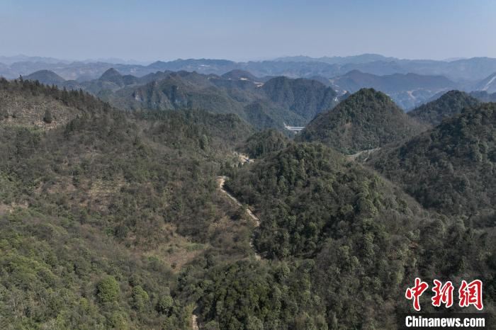 贵州汇川:护林员陈正华"以林为家"坚守林场25年__财经头条