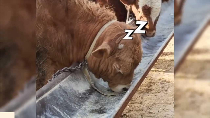 老牛双眼迷离,一头栽到槽里睡着!