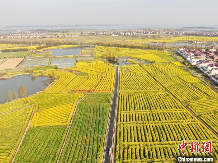 南昌县塔城乡油菜花图片