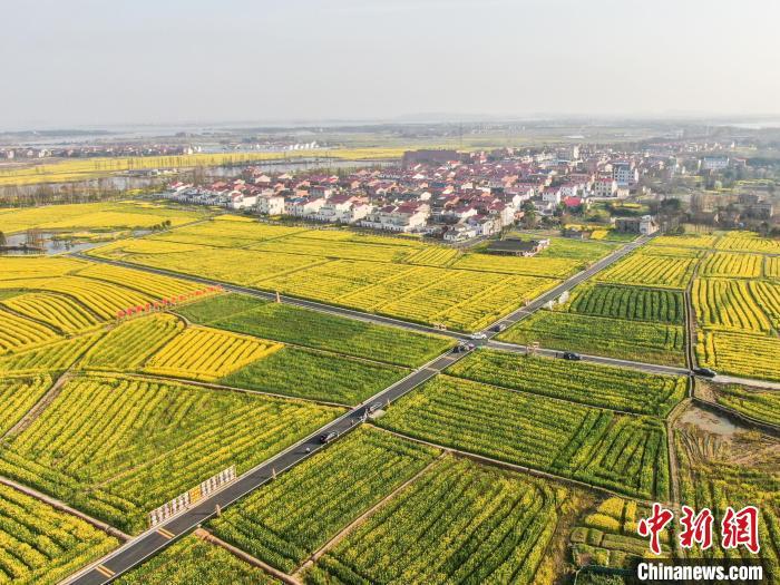 南昌县塔城乡油菜花图片