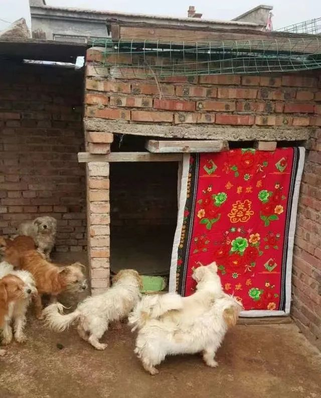 被追杀的小狗为了生存躲进狭缝中被救出一幕让人泪目