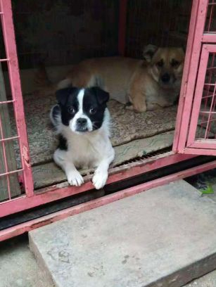 被追杀的小狗为了生存躲进狭缝中被救出一幕让人泪目