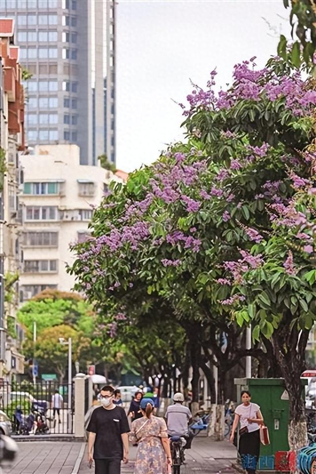 植树节到了,晨报记者邀您一起探究厦门行道树养成"密码"|园林|行道树