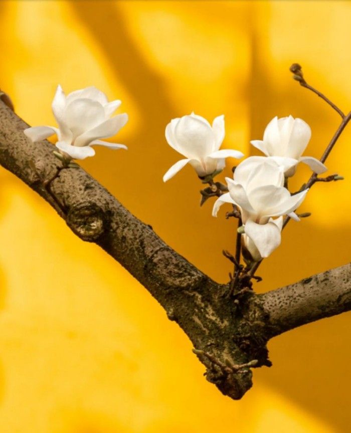 7支蜡烛7种香型,感受春夏秋冬四时的浪漫|琥珀|香型|蜡烛_新浪新闻