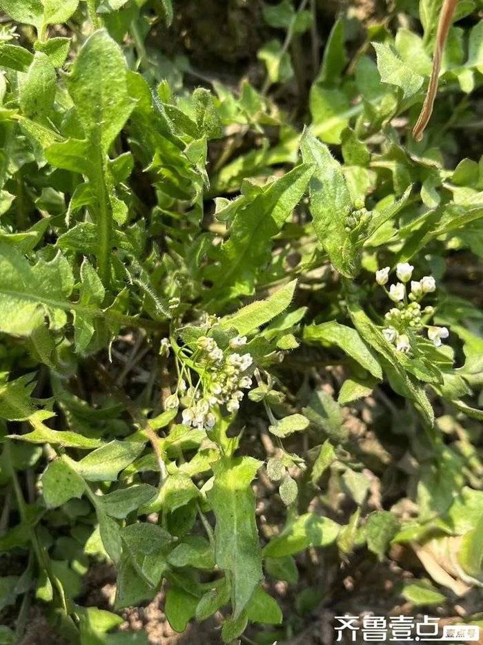 假荠荠菜图片 开花图片