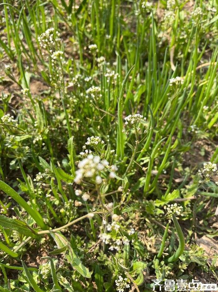 香荠菜开花图片图片