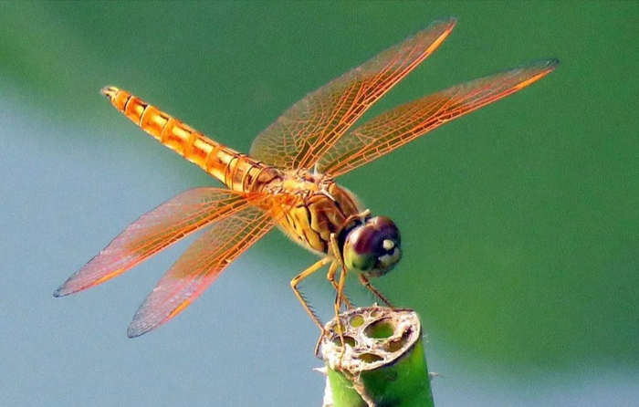 像是许多昆虫之类的生物,出现的时间要远远早于人类,而蜻蜓正是其中之