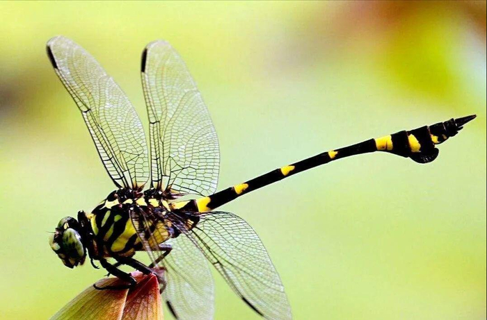 飞行王者——蜻蜓,竟是科学界研究多年的未解之谜|蜻蜓|飞行|翅膀_新