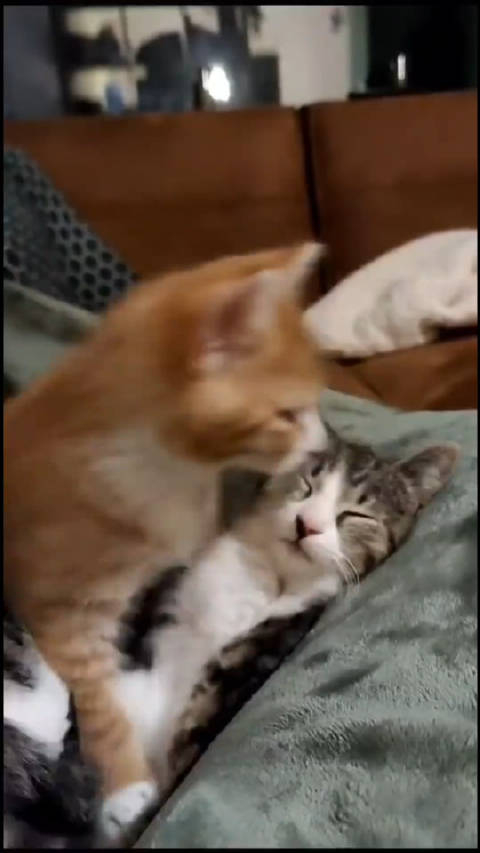 亲亲抱抱小猫咪视频来自