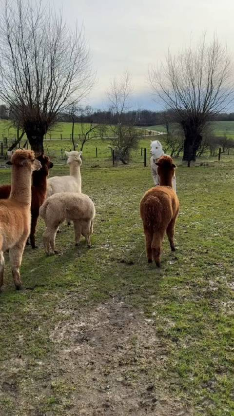 后面的棕色羊驼有个主意