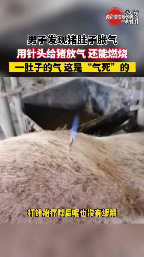 男子用针给猪放气