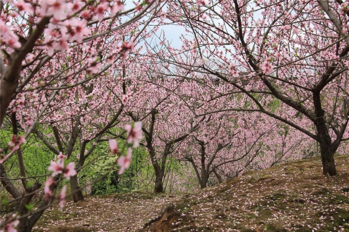 东阳|赤山|民宿_新浪新闻