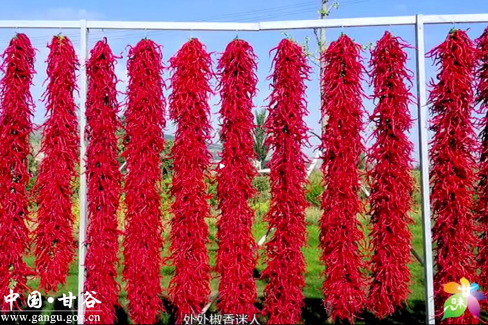 甘快看甘谷辣椒遍地红