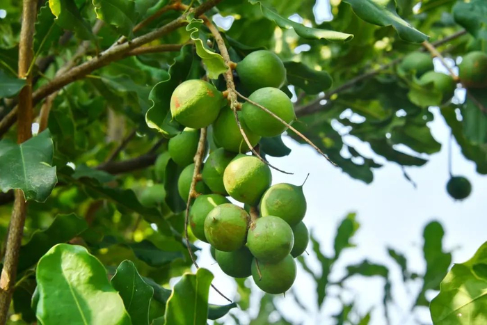 你吃的夏威夷果可能产自玉林