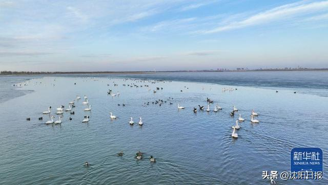 【央媒看沈阳】康平:卧龙湖湿地迎来大批候鸟|沈阳市|无人机_新浪新闻
