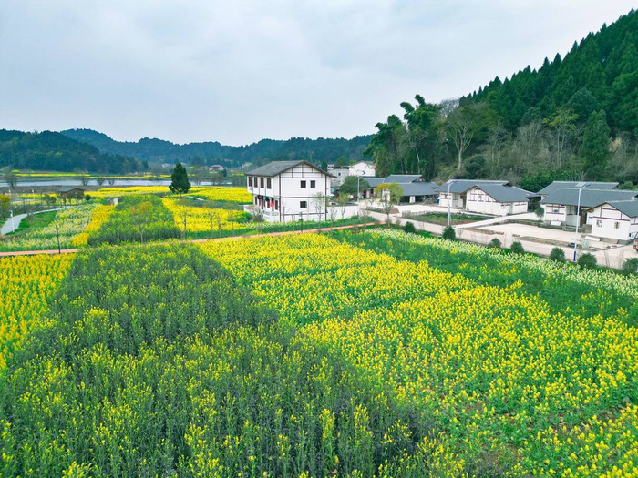 图集丨以花会友 邂逅四川资阳安岳县的最美春光|油菜花|四川省|资阳市