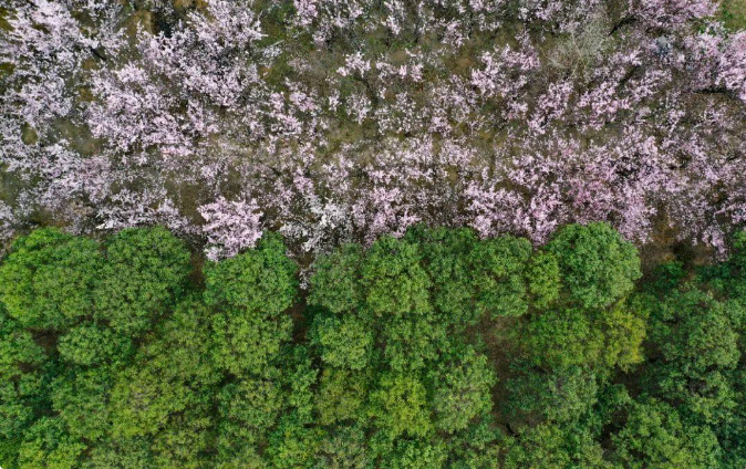 周末直冲20郑州赏杏花攻略来啦