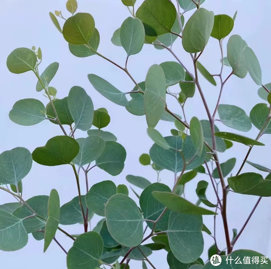 蓝妖:苹果桉尤加利怎么养?掌握这5点核心,简单好养|苹果_新浪新闻