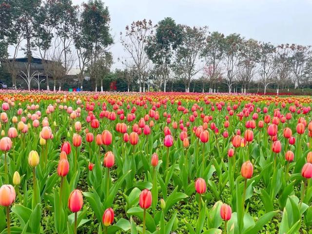 什邡御景花海图片