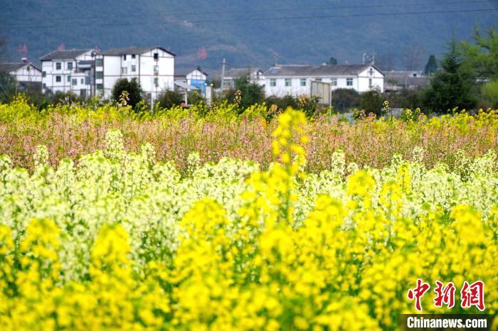 贵州绥阳七彩油菜花开引客来