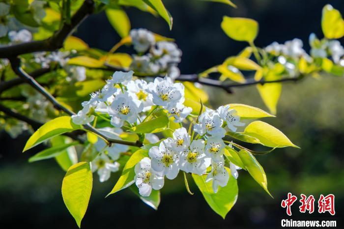 花开福建:梨花绽放枝盈雪