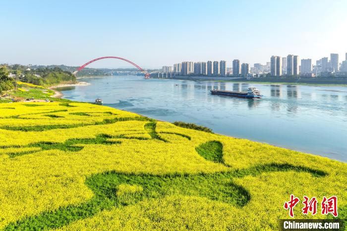 四川合江:金色花海惹人醉|花海|李贵平|泸州市_新浪新闻