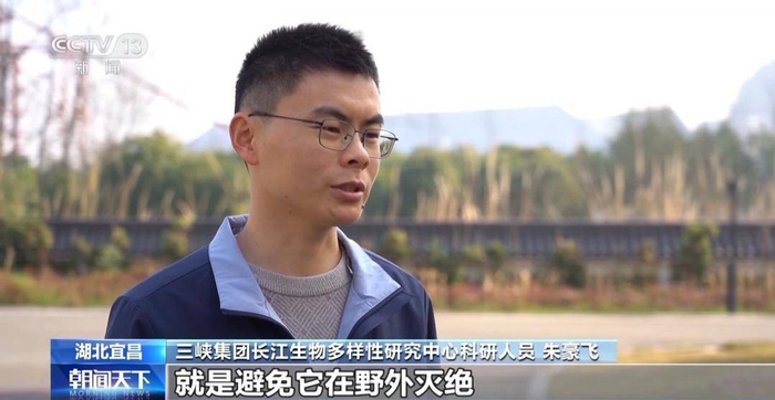 太空种子"丰都车前"首次被种植到野外|丰都|朱豪|生物多样性_新浪新闻