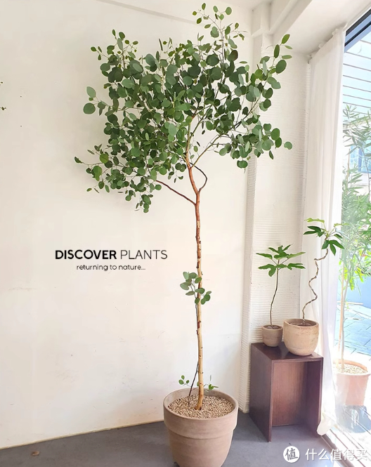 蓝妖:苹果桉尤加利怎么养?掌握这5点核心,简单好养|苹果_新浪新闻