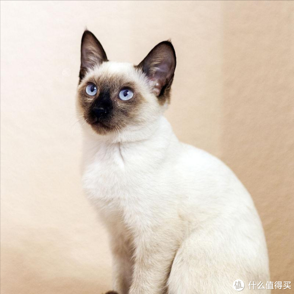 原来"暹罗猫"这么可怕,难怪已经逐渐退出宠物圈了!