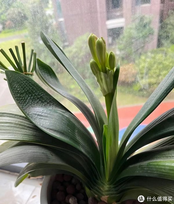 促进君子兰开花,容姐都会使用花多多二号,因为花多多二号中含有氮元素