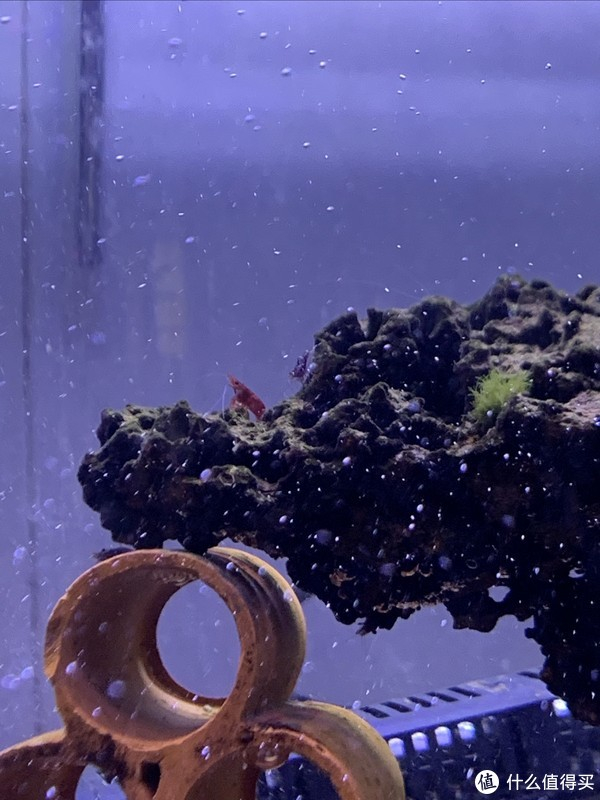 苏虾白袜开缸之步骤|床_新浪新闻