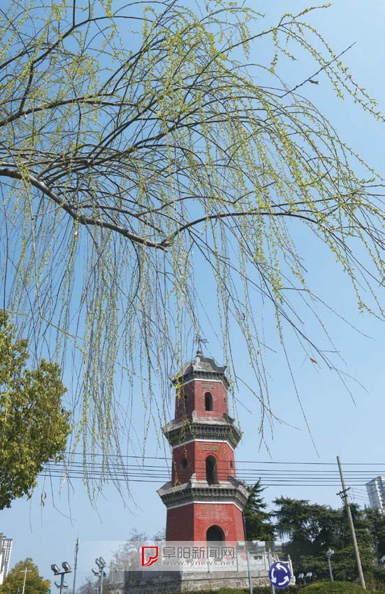 春色满城关不住|阜城|柳枝|王彪_新浪新闻