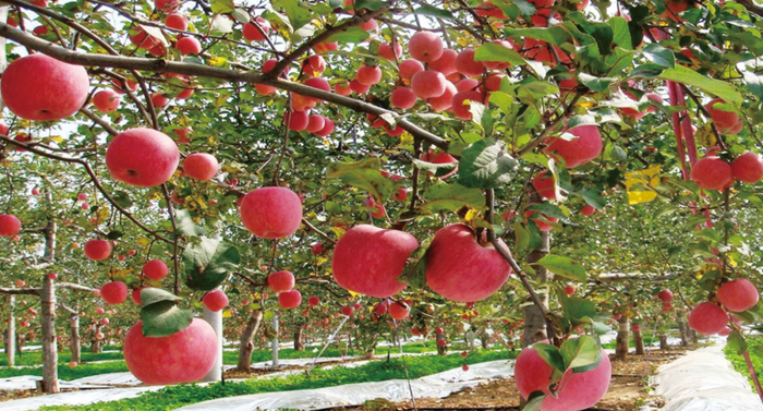 116万亩2023年榆林苹果实现产值50亿元