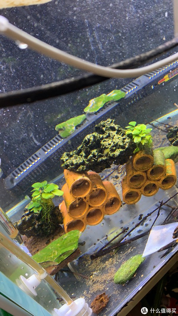 苏虾白袜开缸之步骤|床_新浪新闻