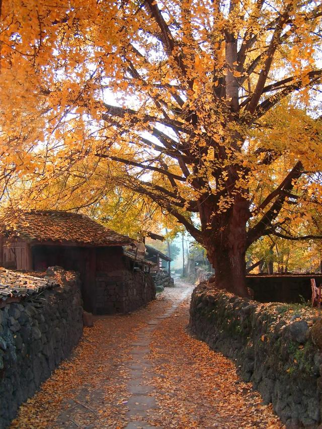 【公示】金牌旅游村,固东镇江东社区|银杏村|东镇|江东_新浪新闻