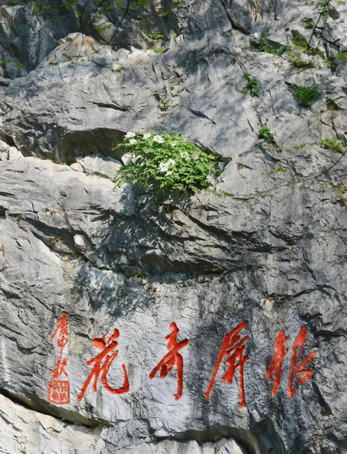 2024越山向湖·巢湖银屏山越野赛|巢湖市|牡丹|牡丹花_新浪新闻
