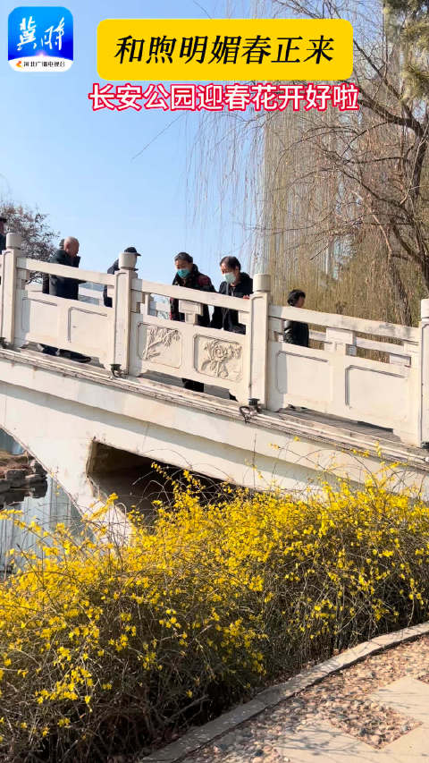 和煦明媚春正来长安公园迎春花开好啦