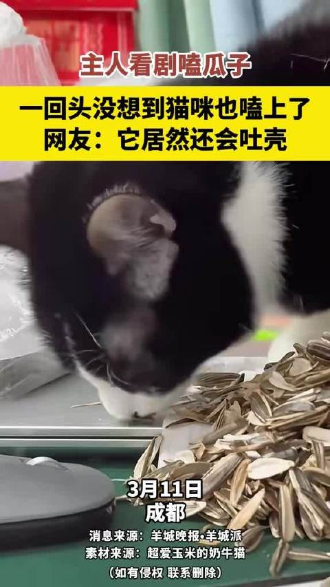 主人看剧嗑瓜子一回头没想到猫咪也嗑上了它居然还会吐壳